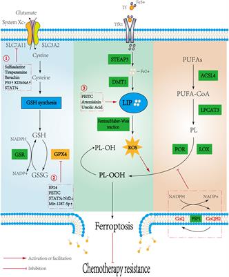 Ferroptosis in osteosarcoma: A promising future